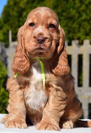 Cocker-Spaniel-Welpen   12 Wochen alt