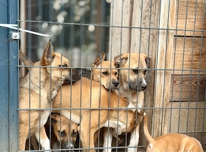 Junghunde 5 Monate - Akita Inu x Tosa Inu