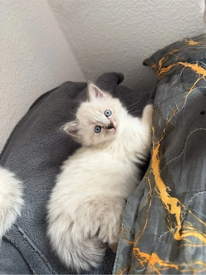 5 süße Kitten suchen ein liebevolles Zuhause 