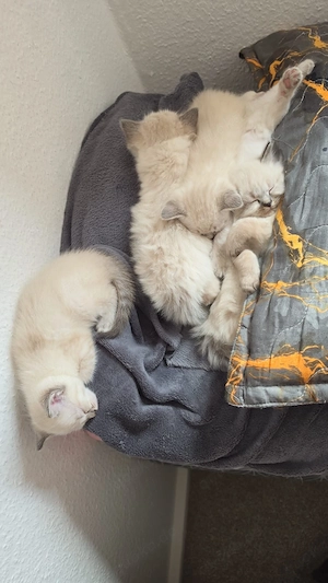 5 süße kitten suchen eibe liebevolle Zugause