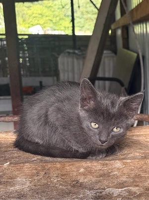 BKH Mix Kitten
