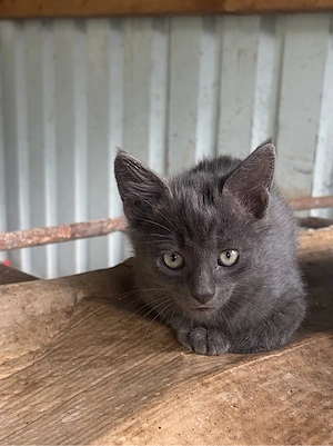 BKH Mix Kater Kitten Grau