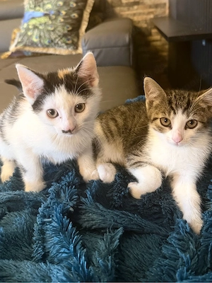 Wunderschöne EKH-Kitten   liebevoll aufgewachsen und bereit für ihr neues Zuhause