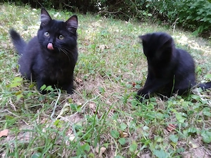 2 Kitten Katzenbaby Katzenkind Kätzchen ab sofort abzugeben