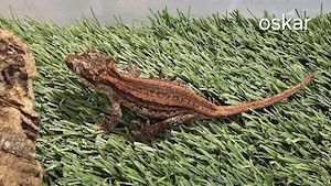 Höckerkopf Geckos Gargoyle Auriculatus