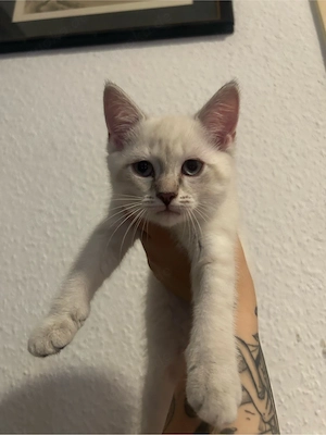 britisch kurzhaar kitten 