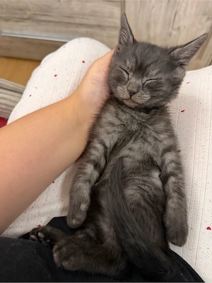 Süße Kitten ab bald in liebevolle Hände abzugeben   