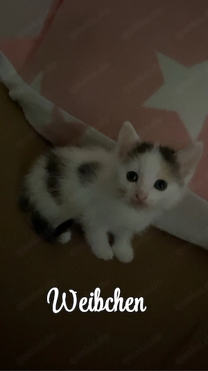 Liebevolle Kitten suchen ein schönes Zuhause   