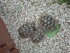 Griechische Landschildkröten Testudo hermanni