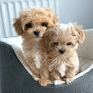    Süße Maltipoo-Welpen suchen liebevolles Zuhause     