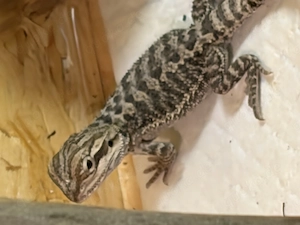Baby Bartagame zu verkaufen 