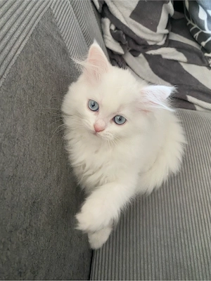 Zozu sucht ein liebevolles Zuhause     
