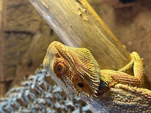 Zwergbartagame in rot orange mit Terrarium zu Verkaufen 