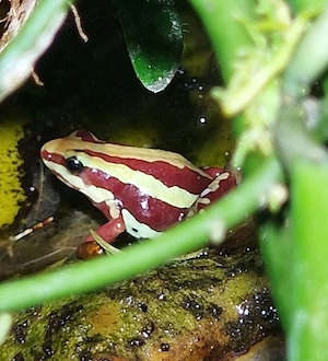 Epipedobates anthonyi 