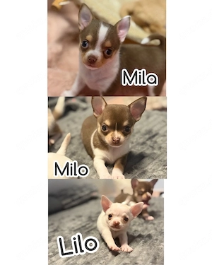 Chihuahua Welpen suchen Dich   