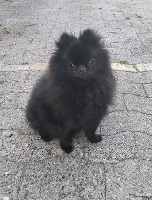Mini Zwergspitz Pomeranian Hündin 
