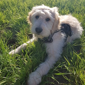 Wunderschönes Goldendoodle Mädel