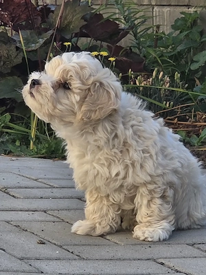 Maltipoo auf der Suche nach einer liebevollen Familie