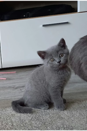 Bkh Britische kurzhaar kitten 2 Mädchen bald abholen 