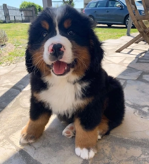 Wunderschöne Berner Sennenhund Welpen (12 Wochen) suchen ein liebevolles Zuhause