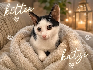  eine süße Kitten abzugeben 