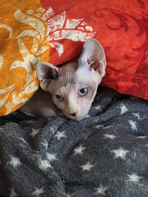 Sphynx Kitte Männlich 