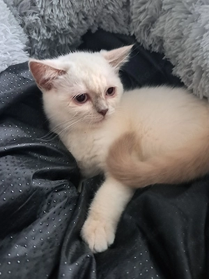Kitten BKH Blue Point 