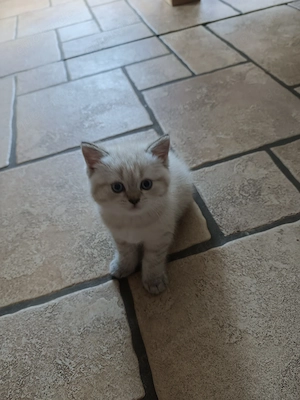  Bezaubernder Bluepoint-Kater sucht sein Für-immer-Zuhause!