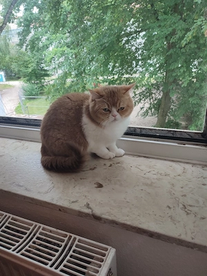 haus katze