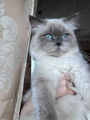 wunderschöner kater abzugeben in guten händen 