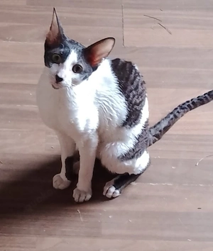 Cornish Rex Mädchen suchen neue zu Hause