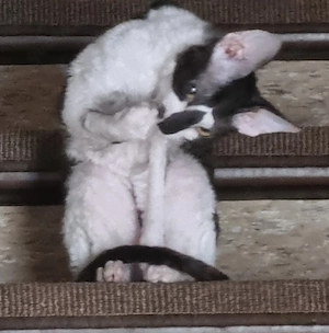 Cornish Rex Mädchen sucht neue zu Hause Bild 2