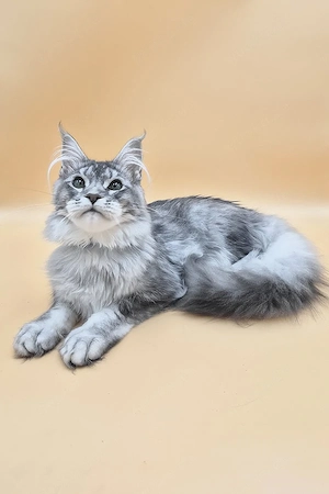 Ein süßes, 3 Monate altes Maine-Coon-Kätzchen sucht ein liebevolles Zuhause für immer.   