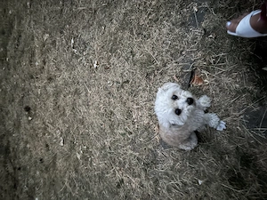 Hunden sucht Hund Zwerg Pudel Junge  Bild 7
