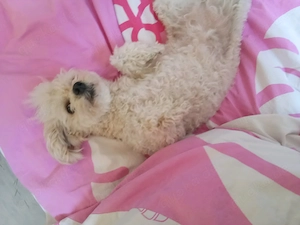 Hunden sucht Hund Zwerg Pudel Junge  Bild 6