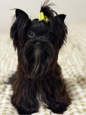    Liebevolle Yorkshire-Terrier-Welpen suchen ein schönes Zuhause   