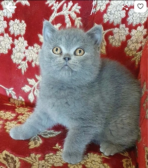 BKH Britisch Kurzhaar Kitten mit Zubehör 