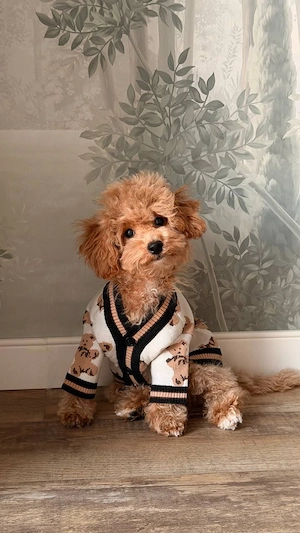 Zuckersüßer Toy Zwergpudel Rüde Apricot Tuxedo