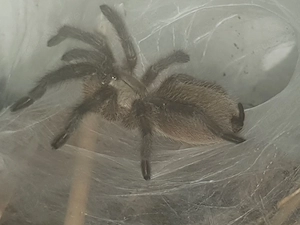 Monocentropus balfouri zu verkaufen, Bestandsverkleinerung