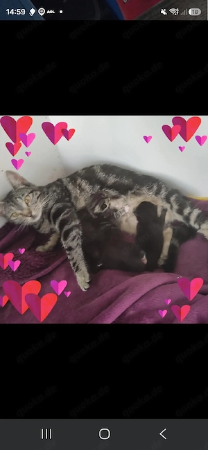 4 kleine britisch Kurzhaar Mix kitten suchen nette Leute