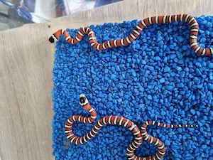 Lampropeltis Pyromelana Pyromelana