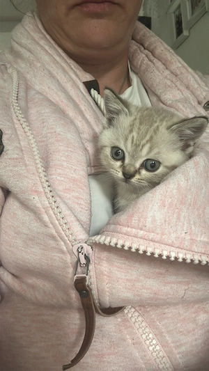 Traumhafte bkh kitten suchen ein liebevolles zu hause