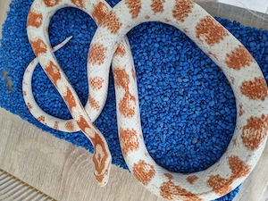Kornatter High white