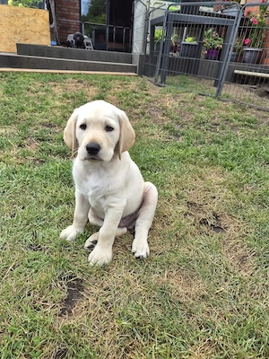 wunderschöne Labrador Welpen suchen ein Zuhause Bild 2