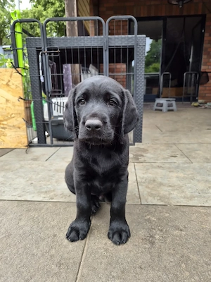wunderschöne Labrador Welpen suchen ein Zuhause Bild 3