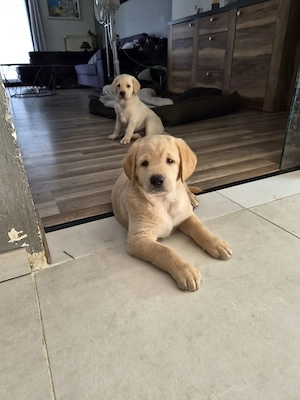 wunderschöne Labrador Welpen suchen ein Zuhause Bild 4