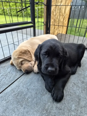 wunderschöne Labrador Welpen suchen ein Zuhause Bild 5