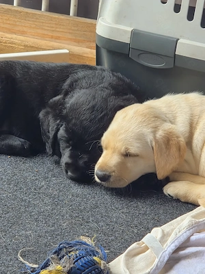 wunderschöne Labrador Welpen suchen ein Zuhause Bild 6