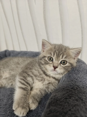 Zwei bezaubernde Silver-Shaded-Kätzchen (Kater & Katze) suchen ihr Für-immer-Zuhause!  