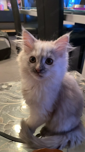Maine Coon Kitten !!!Dringend!!!!